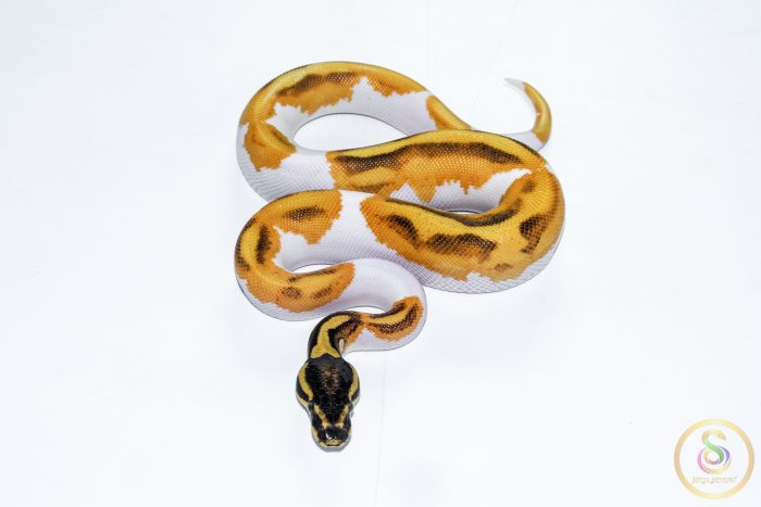 6527 0.1 SUPER ORANGE DREAM ENCHI YELLOW BELLY PIEBALD - Image 3