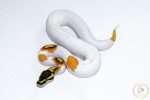 6529 0.1 SUPER ORANGE DREAM YELLOW BELLY PIEBALD