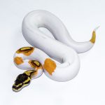 6529 0.1 SUPER ORANGE DREAM YELLOW BELLY PIEBALD