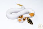 6529 0.1 SUPER ORANGE DREAM YELLOW BELLY PIEBALD - Image 2