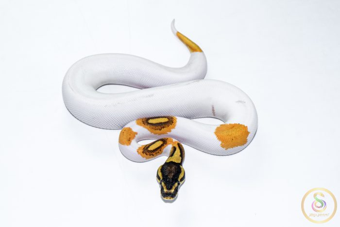 6529 0.1 SUPER ORANGE DREAM YELLOW BELLY PIEBALD - Image 3