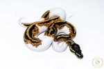 6531 1.0 YELLOW BELLY PIEBALD - Image 2