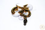6531 1.0 YELLOW BELLY PIEBALD - Image 3