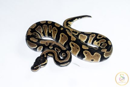 6532 1.0 ORANGE DREAM DOUBLE HET CLOWN PIEBALD
