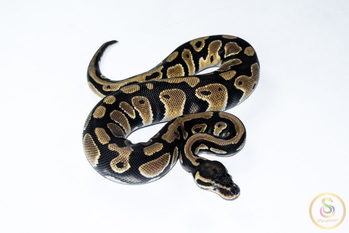 6532 1.0 ORANGE DREAM DOUBLE HET CLOWN PIEBALD - Image 2