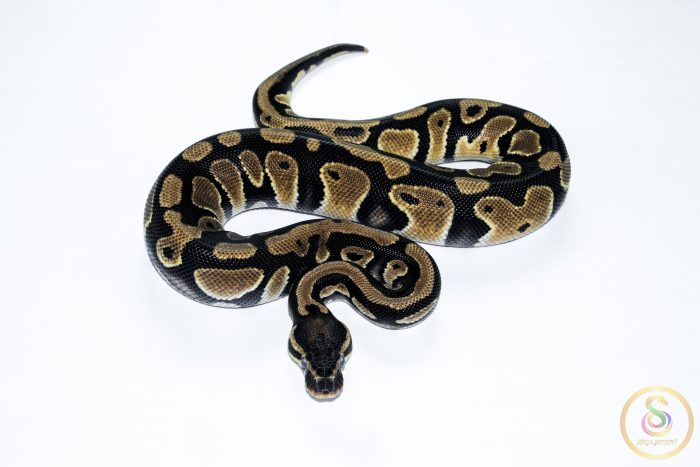 6532 1.0 ORANGE DREAM DOUBLE HET CLOWN PIEBALD - Image 3