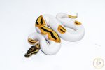 6533 1.0 ORANGE DREAM FIRE YELLOW BELLY PIEBALD HET CLOWN