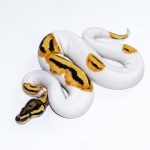 6533 1.0 ORANGE DREAM FIRE YELLOW BELLY PIEBALD HET CLOWN