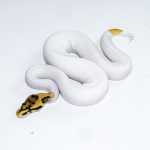 6534 1.0 ORANGE DREAM LEOPARD FIRE YELLOW BELLY PIEBALD HET CLOWN