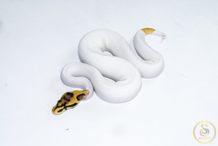 6534 1.0 ORANGE DREAM LEOPARD FIRE YELLOW BELLY PIEBALD HET CLOWN