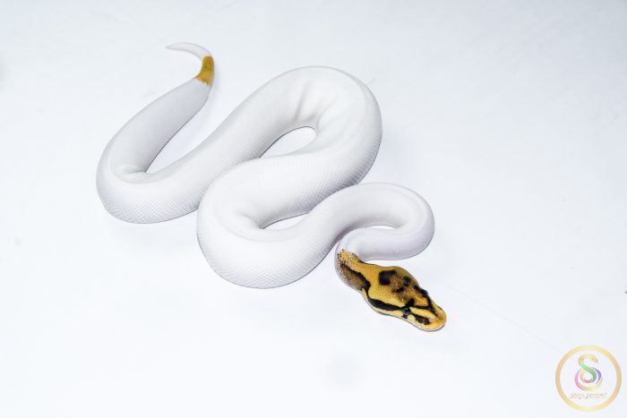 6534 1.0 ORANGE DREAM LEOPARD FIRE YELLOW BELLY PIEBALD HET CLOWN - Image 2