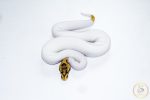 6534 1.0 ORANGE DREAM LEOPARD FIRE YELLOW BELLY PIEBALD HET CLOWN - Image 3