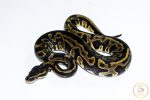 6537 1.0 ORANGE DREAM LEOPARD DOUBLE HET CLOWN PIEBALD