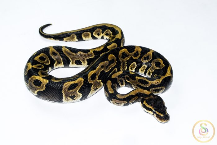 6537 1.0 ORANGE DREAM LEOPARD DOUBLE HET CLOWN PIEBALD - Image 2