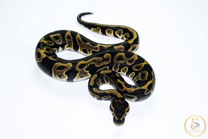 6537 1.0 ORANGE DREAM LEOPARD DOUBLE HET CLOWN PIEBALD - Image 3