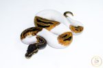 6538 1.0 ORANGE DREAM LEOPARD PIEBALD HET CLOWN