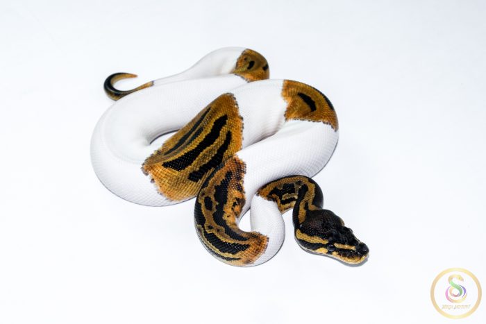 6538 1.0 ORANGE DREAM LEOPARD PIEBALD HET CLOWN - Image 2