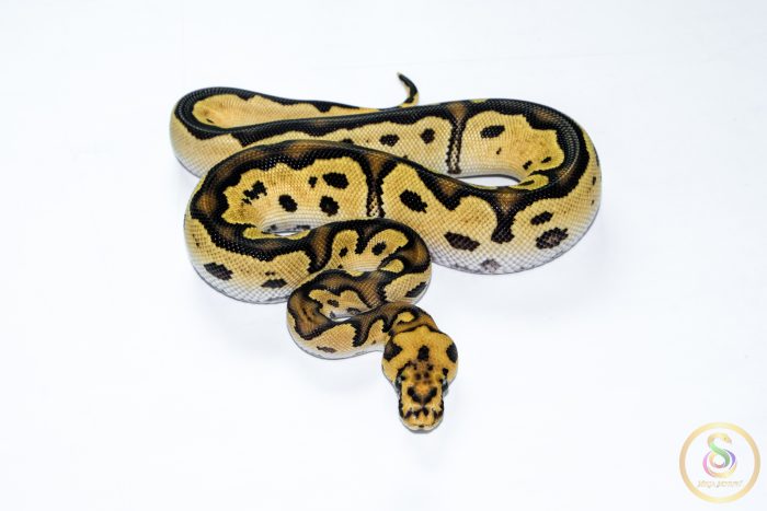 6539 1.0 ORANGE DREAM FIRE YELLOW BELLY CLOWN HET PIEBALD - Image 3