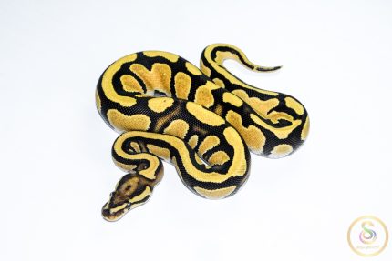 6540 0.1 ORANGE DREAM FIRE YELLOW BELLY DOUBLE HET CLOWN PIEBALD