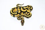 6540 0.1 ORANGE DREAM FIRE YELLOW BELLY DOUBLE HET CLOWN PIEBALD - Image 3