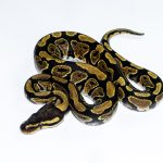 6545 1.0 GRAVEL HET CLOWN