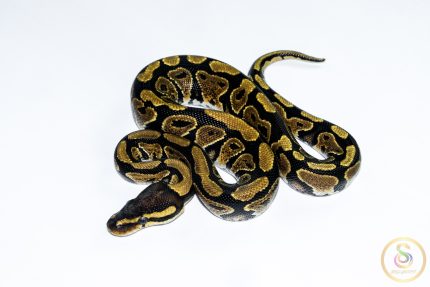 6545 1.0 GRAVEL HET CLOWN