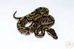 6545 1.0 GRAVEL HET CLOWN - Image 2