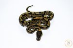 6545 1.0 GRAVEL HET CLOWN - Image 3