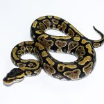 6546 0.1 GRAVEL HET CLOWN