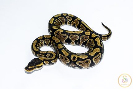 6546 0.1 GRAVEL HET CLOWN