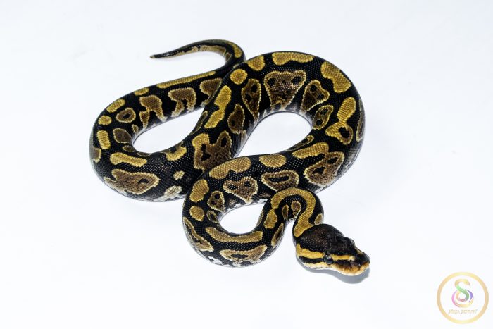 6546 0.1 GRAVEL HET CLOWN - Image 2