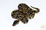 6548 1.0 GRAVEL HET CLOWN