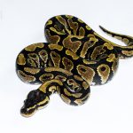 6548 1.0 GRAVEL HET CLOWN