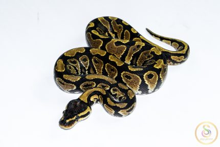 6548 1.0 GRAVEL HET CLOWN