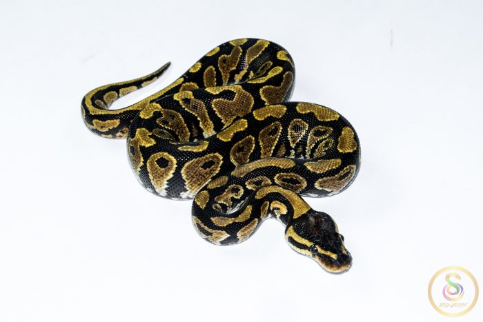 6548 1.0 GRAVEL HET CLOWN - Image 2