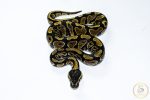 6548 1.0 GRAVEL HET CLOWN - Image 3
