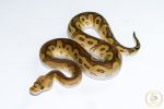6550 1.0 CYPRESS REDSTRIPE CLOWN POSS YELLOW BELLY