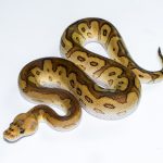 6550 1.0 CYPRESS REDSTRIPE CLOWN POSS YELLOW BELLY