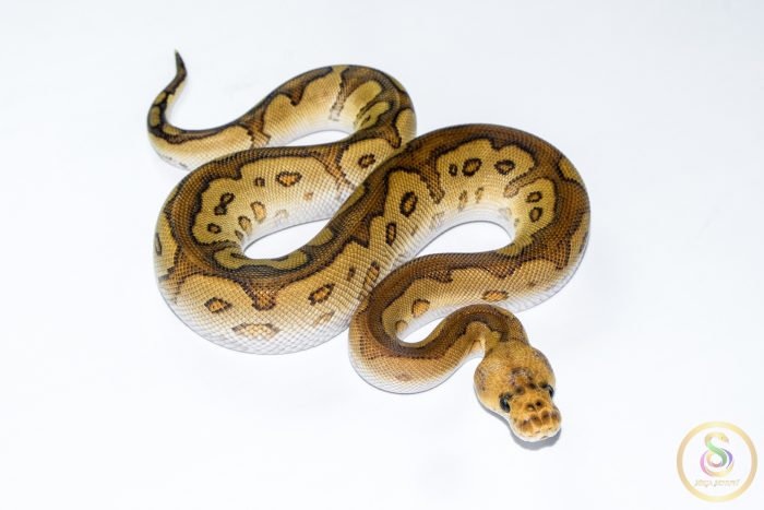 6550 1.0 CYPRESS REDSTRIPE CLOWN POSS YELLOW BELLY - Image 2