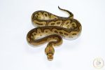 6550 1.0 CYPRESS REDSTRIPE CLOWN POSS YELLOW BELLY - Image 3