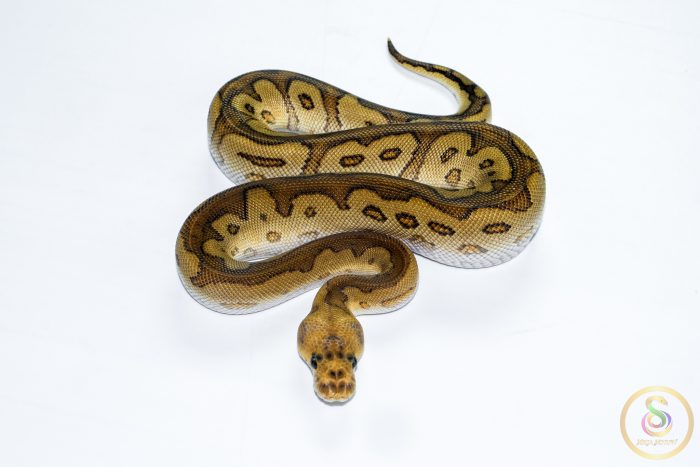6550 1.0 CYPRESS REDSTRIPE CLOWN POSS YELLOW BELLY - Image 3