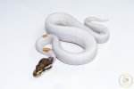 6555 1.0 ORANGE DREAM YELLOW BELLY MOJAVE PIEBALD