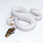 6555 1.0 ORANGE DREAM YELLOW BELLY MOJAVE PIEBALD