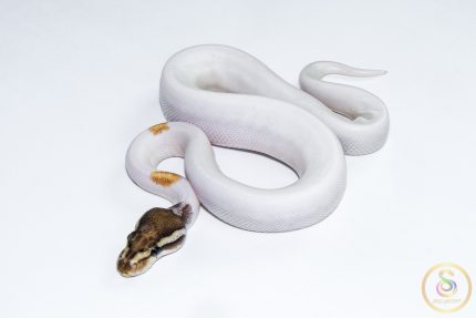 6555 1.0 ORANGE DREAM YELLOW BELLY MOJAVE PIEBALD