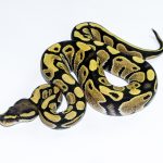 6556 0.1 DESERT GHOST