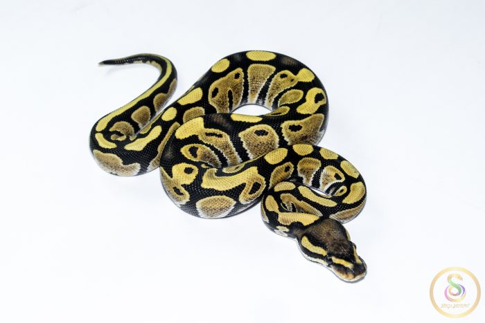 6556 0.1 DESERT GHOST - Image 2