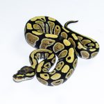 6558 0.1 DESERT GHOST