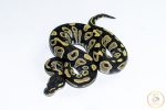 6560 1.0 BLACKHEAD DESERT GHOST