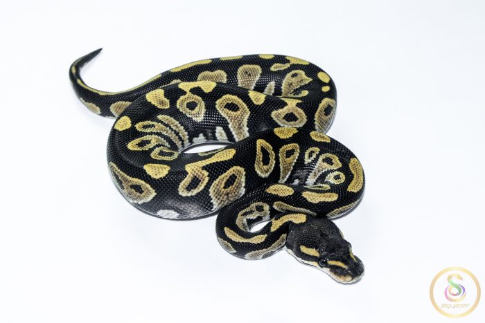 6560 1.0 BLACKHEAD DESERT GHOST - Image 2