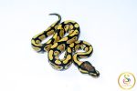 6561 0.1 DESERT GHOST - Image 2